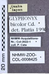 Etikette zu Glyphonyx bicolor bicolor (Candèze, 1893) (NHMW-ZOO-COL-0008425)